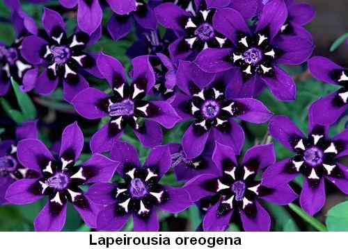 Lapeirousia oreogena.jpg